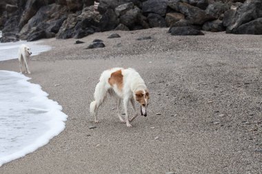 White and brown Borzoi portrait walking on the beach