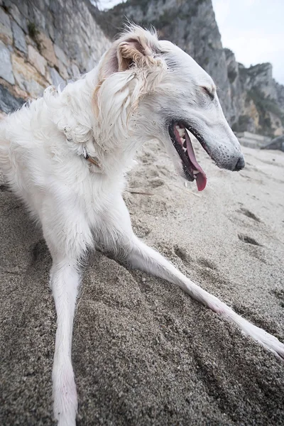 Beautiful Cute White Borzoi Portrait Resting Beach — Zdjęcie stockowe