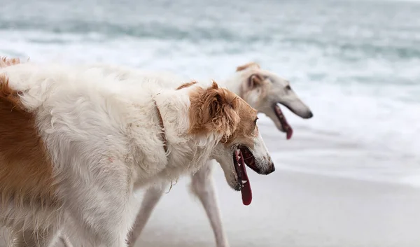 Beautiful Borzoi Dogs Portrait Sea — Zdjęcie stockowe