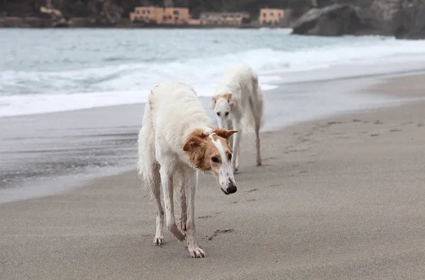 Beautiful Borzoi Dogs Portrait Walking Water Edge — Zdjęcie stockowe
