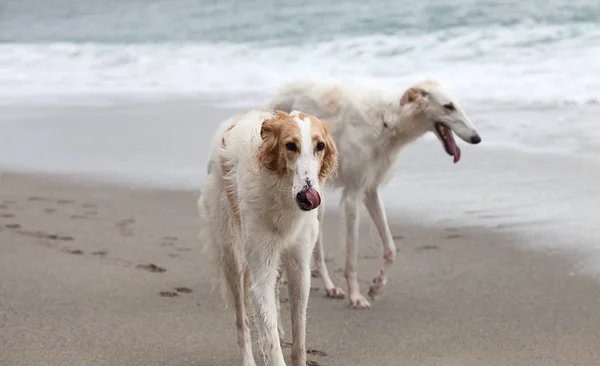 Beautiful Borzoi Dogs Portrait Walking Beach — Zdjęcie stockowe
