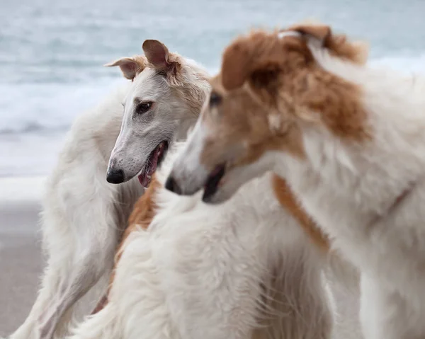 Borzoi Dogs Portrait Beach Looking Aside — Zdjęcie stockowe