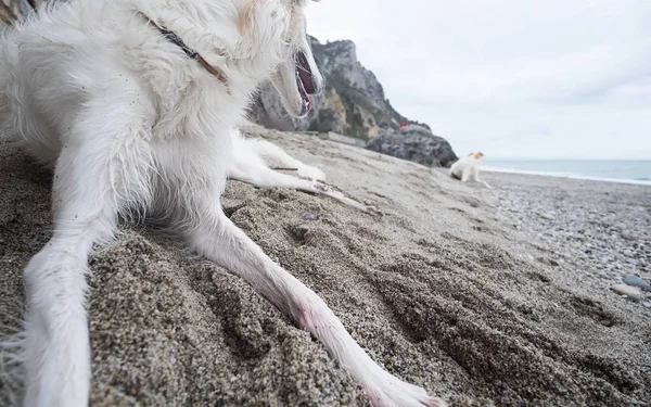Borzoi Dogs Portrait Resting Beach Looking Sea — Zdjęcie stockowe