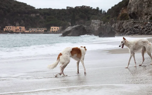 Borzoi Dogs Portrait Walking Water Edge — Zdjęcie stockowe
