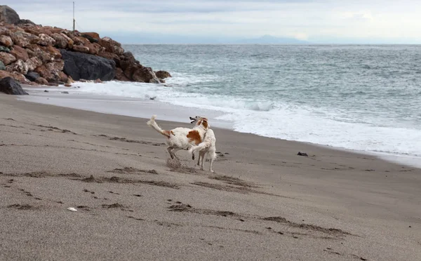 Happy Borzoi Dogs Portrait Playing Beach — Zdjęcie stockowe