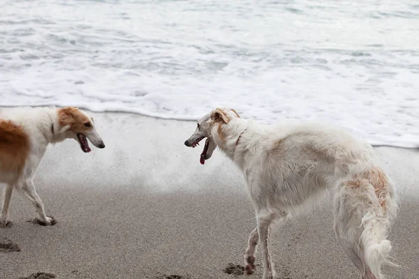 Two Borzoi Portraits Beach Water Edge — Zdjęcie stockowe