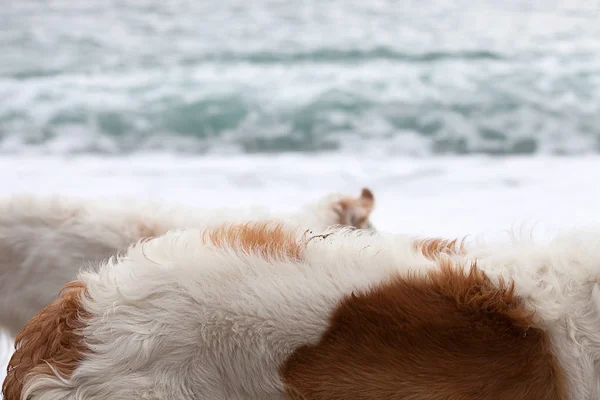 White Brown Borzoi Long Haired Coat Portrait Sea — Zdjęcie stockowe