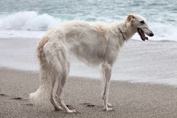 White Borzoi Dog Portrait Beach — Zdjęcie stockowe