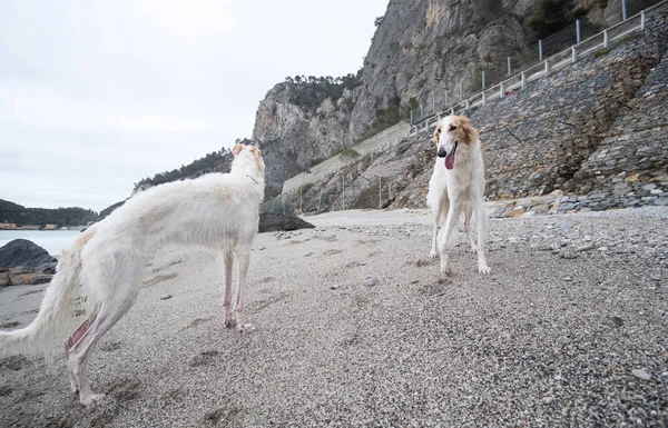 White Borzoi Dogs Portrait Beach — Zdjęcie stockowe