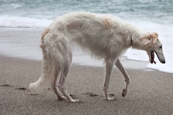 White Borzoi Walking Beach Water Edge — Zdjęcie stockowe