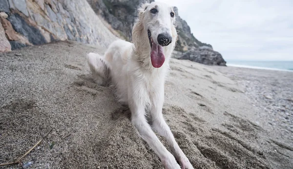 Beautiful Happy White Borzoi Portrait Resting Beach ロイヤリティフリーのストック写真