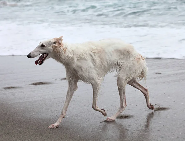 Beautiful Borzoi Portrait Beach Water Edge Fotografias De Stock Royalty-Free