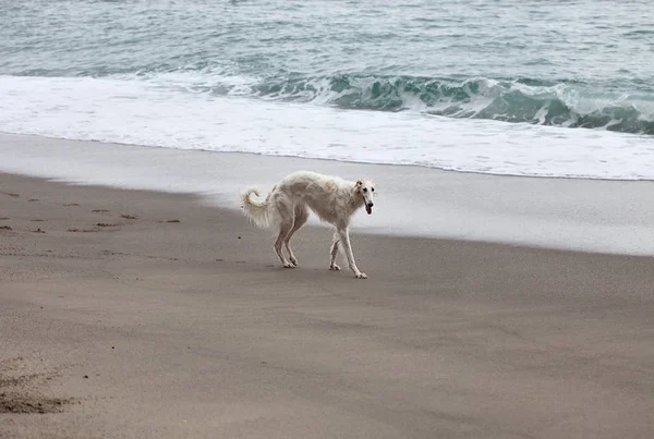 Beautiful White Borzoi Portrait Walking Beach Sea 图库照片