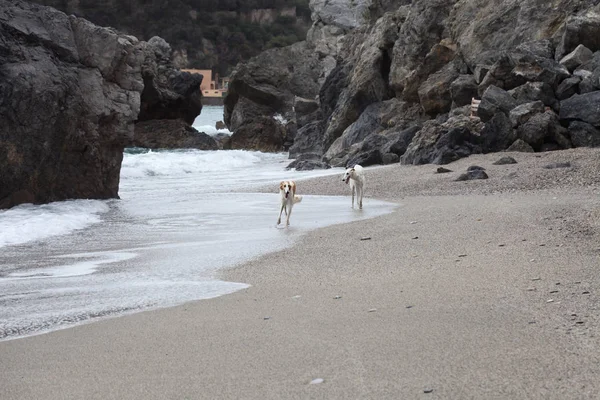 Borzoi Dogs Running Playing Beach Stockfoto