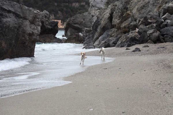 Borzoi Dogs Running Playing Beach Stock Kép