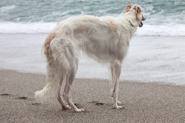 White Borzoi Portrait Beach Looking Sea Stock Obrázky