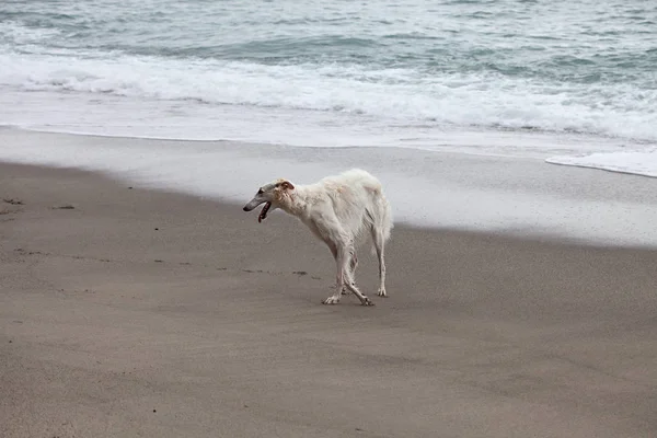 White Borzoi Portrait Beach - Stok İmaj