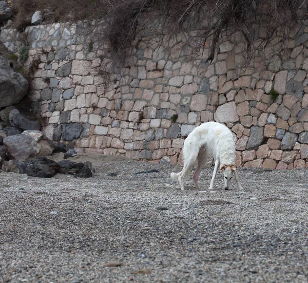 White Borzoi Portrait Sniffing Beach Zdjęcie Stockowe