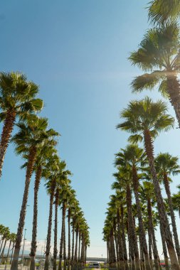 palm trees for the background