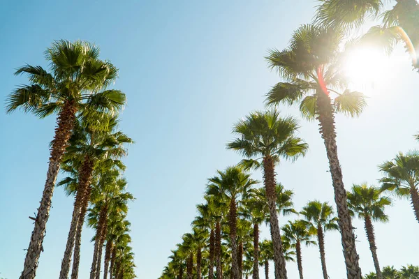 Palmbomen Voor Achtergrond — Stockfoto