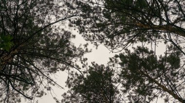 Ormanda yeşil doğa