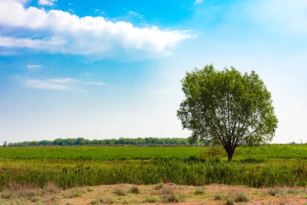 Lonely green tree — Stock Photo, Image