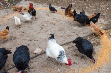 Tavuk çiftliği yard