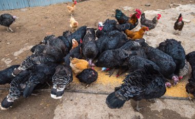 Tavuk çiftliği yard