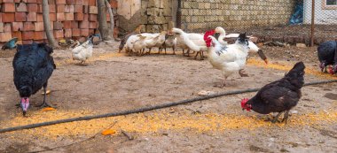 Tavuk çiftliği yard