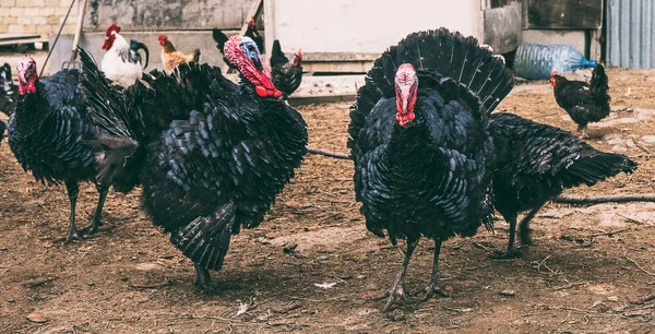 Tavuk çiftliği yard