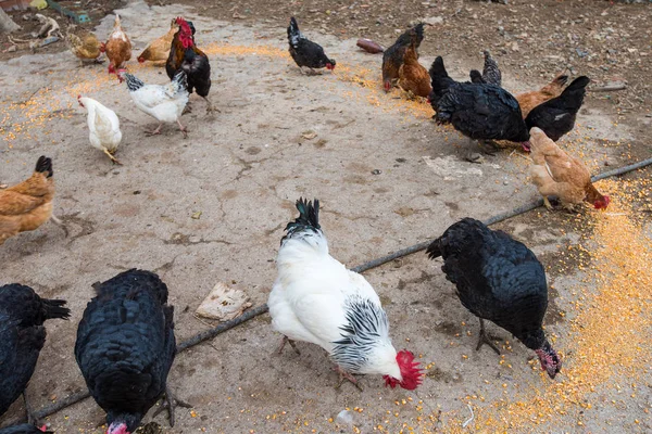 Tavuk çiftliği yard