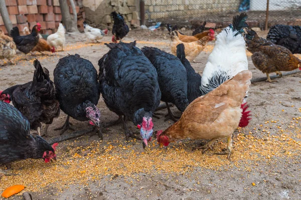 Tavuk çiftliği yard