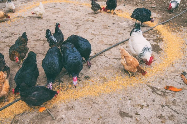 Aves de capoeira quintal — Fotografia de Stock