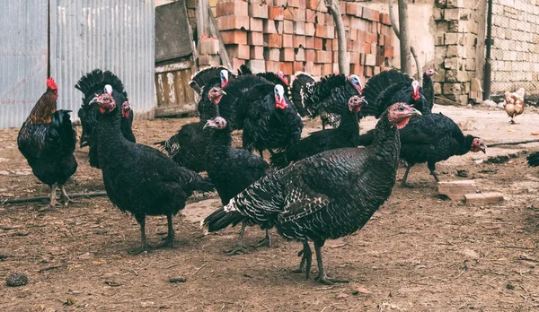 Poultry farm yard