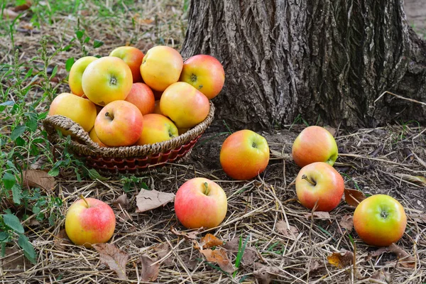 Сбор сочных спелых яблок в саду — стоковое фото
