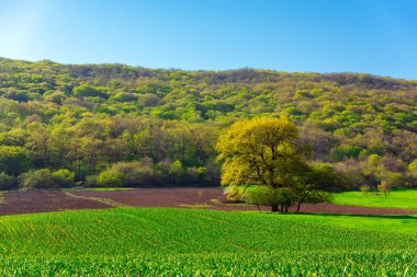 Yalnız gür yeşil ağaç çiftlik alanı
