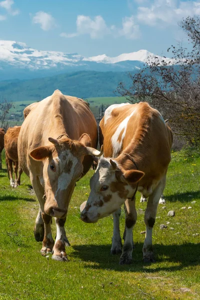 Le mucche parlano tra loro — Foto Stock