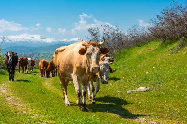 Rebaño de vacas de cerca —  Fotos de Stock