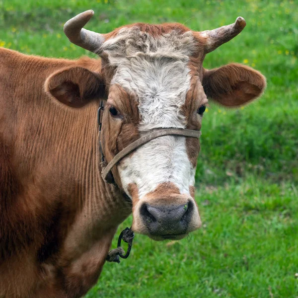 Testa di mucca — Foto Stock