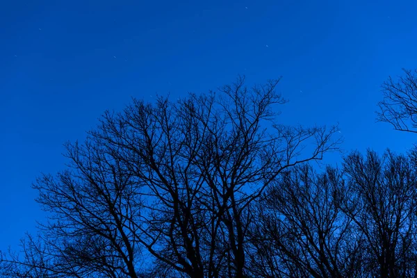 Corone di alberi su uno sfondo cielo stellato — Foto Stock
