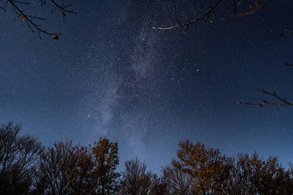 Voie lactée sur ciel étoilé au-dessus des cimes des arbres — Photo