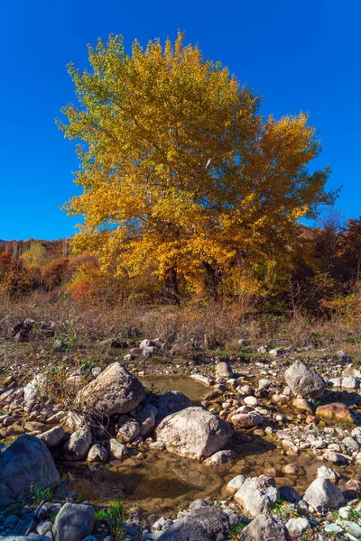 Nehir kenarındaki büyük sarı meşe ağacı. — Stok fotoğraf