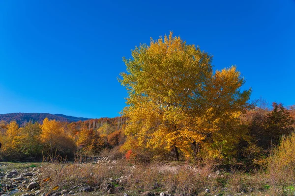 Nehir kenarındaki büyük sarı meşe ağacı. — Stok fotoğraf