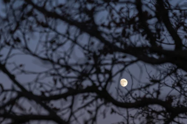Лунный свет сквозь ветви дерева — стоковое фото