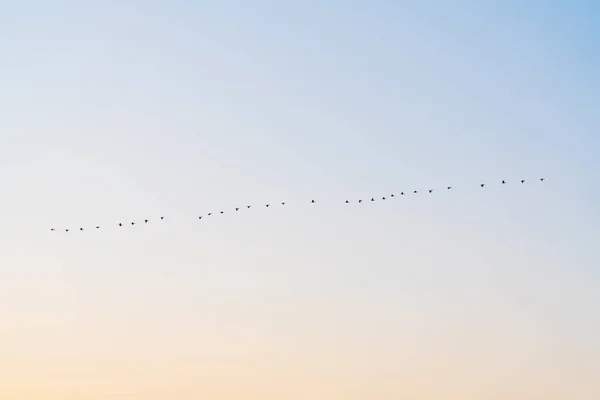 Σμήνη αποδημητικών πτηνών κατά την πτήση — Φωτογραφία Αρχείου