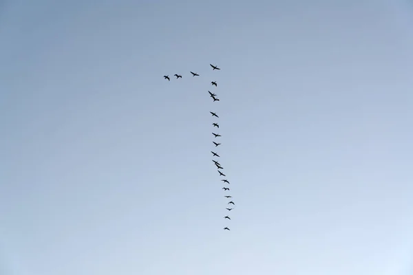 Rebanho de aves migratórias em voo — Fotografia de Stock