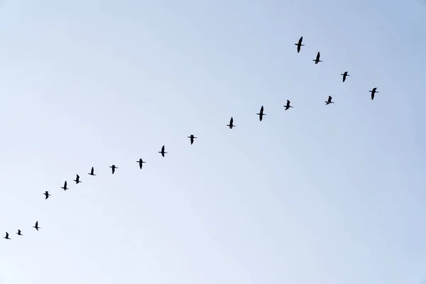 Rebanho de aves migratórias em voo — Fotografia de Stock