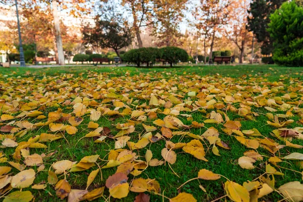Зеленая лужайка в городском парке усыпана желтыми осенними листьями . — стоковое фото