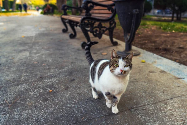 Belo gato vadio em um parque da cidade — Fotografia de Stock