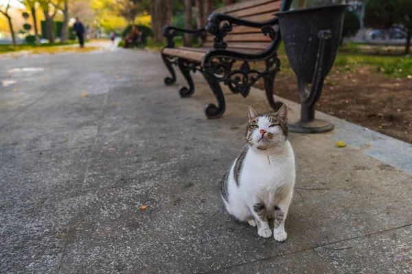 Beautiful stray cat in a city park — Stock Photo, Image